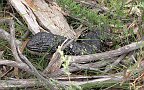14-Lizard takes a rest in the bush after nearly being roadkill